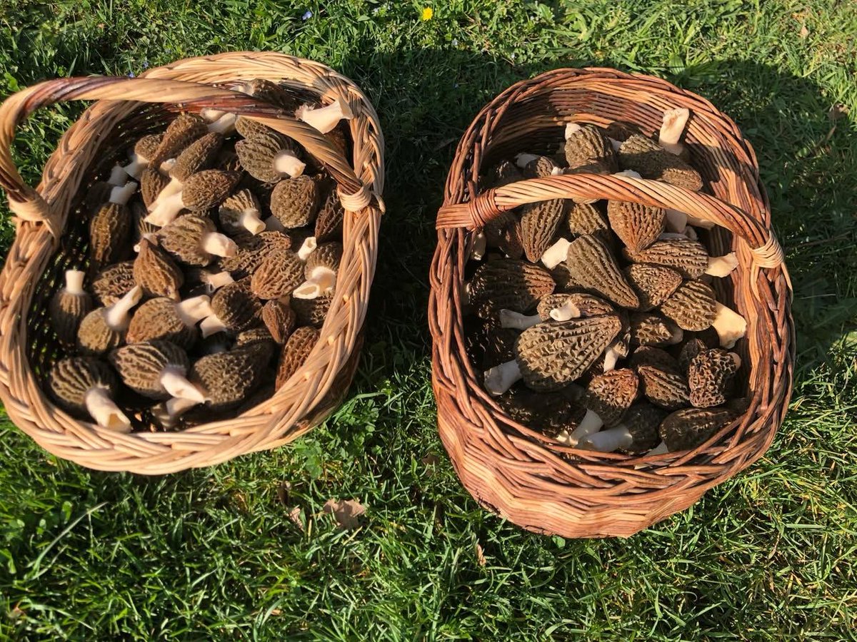 Baskets of harvested morel mushrooms